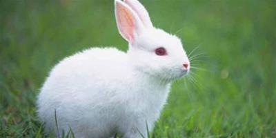 紐西蘭兔養殖技術
