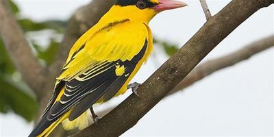 黃鸝鳥是什麼鳥 是黃鸝科29種鳥類的通稱