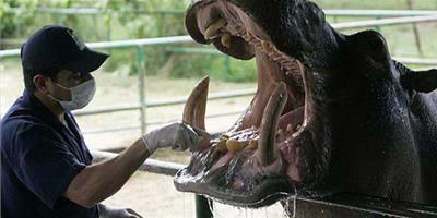 哥倫比亞河馬配合獸醫做牙齒檢查