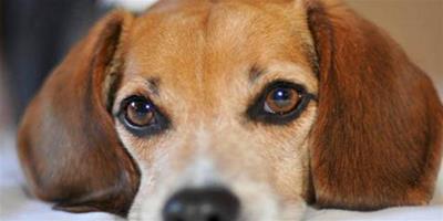 狗狗患上蕁麻疹該怎麼辦