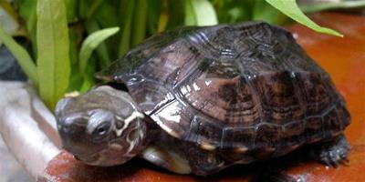 草龜最適宜的飼養水位是多少？