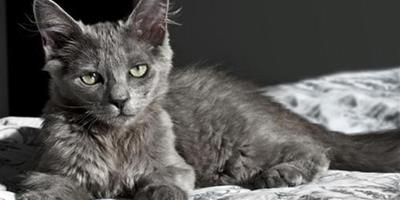 貓咪香波主要分為四種類型