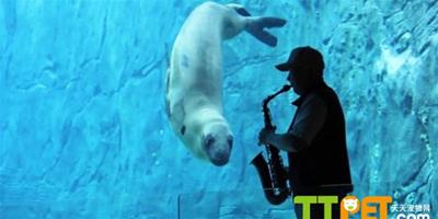 澳大利亞海豹聽薩克斯伴奏，水下“翩翩起舞”