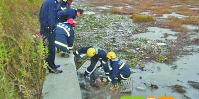 四條黃狗救了身陷淤泥生命垂危的老人