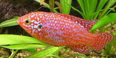 紅寶石魚產卵 紅寶石產卵的極大注意事項