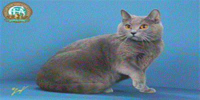CFA標準：卡爾特貓（Chartreux）