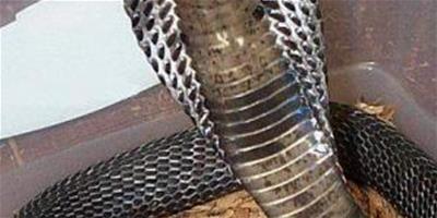 蘇門答臘噴毒眼鏡蛇的介紹