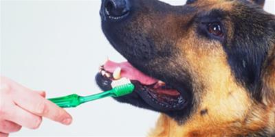 親自為狗狗刷個牙
