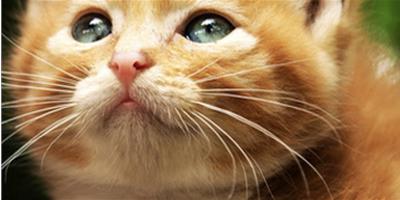 高齡寵物貓的辨別以及護理