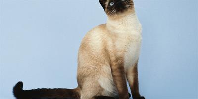 怎麼知道貓咪是否有傳染病？