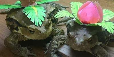 日本網友將寵物青蛙打扮成妙蛙花的模樣