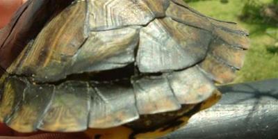 巴西龜為什麼會脫皮