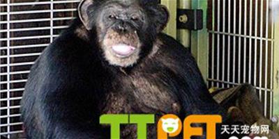 時代週刊09年十大動物新聞：黑猩猩打傷一名婦女