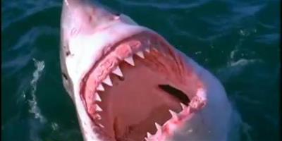 當一隻兇猛大白鯊靠近這名男子時，他竟然伸手做了這樣驚人的舉動
