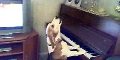 寵物狗能彈能唱 音樂才能讓人驚歎