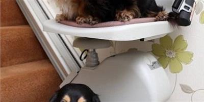英國夫婦家中安裝狗狗專用電梯