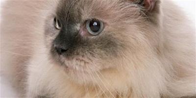 純種貓咪主要遺傳病有哪些？
