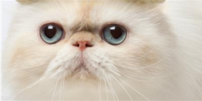 寵物貓咪愛吃電線原因揭示