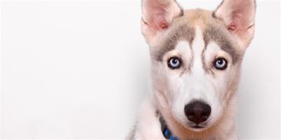 寵物美容：哈士奇耳朵怎麼護理？有什麼方法？