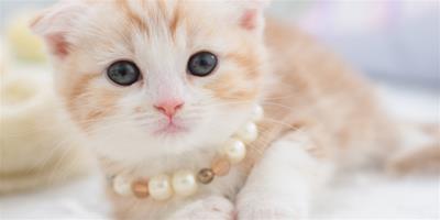 寵物美容：小貓身上有味道怎麼辦？