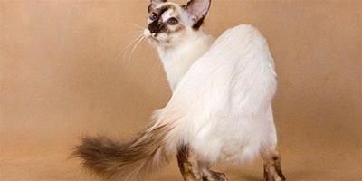 長毛的暹羅——巴厘貓