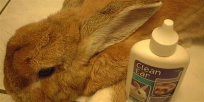 寵物兔的耳朵需要定期的清潔