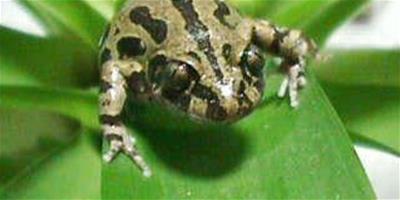 塞內加爾樹蛙