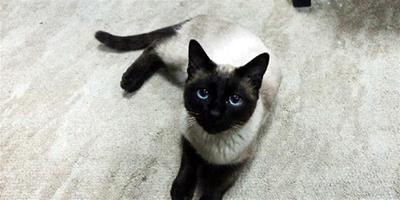 暹羅貓日常護理和飼養技巧