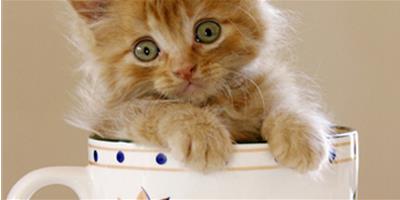 為寵物貓咪清洗眼睛的方法