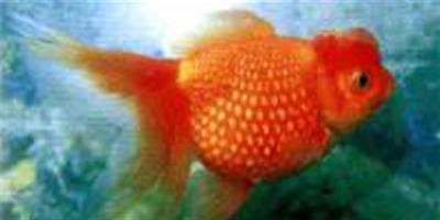 紅皇冠珍珠金魚的基本資料