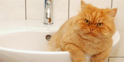 貓咪為什麼愛洗臉？什麼原因？