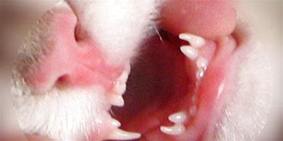 貓咪掉牙是什麼原因？該怎麼辦？
