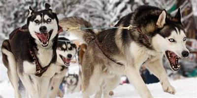 捷克舉行世界雪橇犬大賽