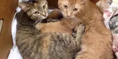 2只母貓產下共8只小貓，還輪流照顧小貓，超溫馨..