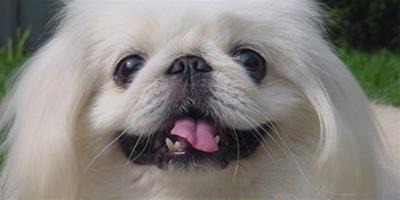 狗狗多大長牙齒？小狗多久開始長牙齒？