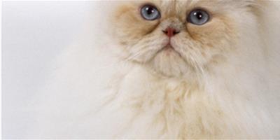 貓咪補充維生素可亮麗毛色