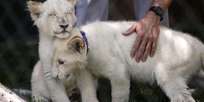美國賭城展出三隻白獅幼獸自然存量極少