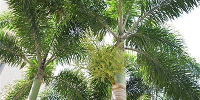 狐尾椰子的栽培方法及應用