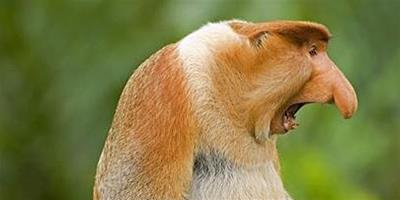 全球15種奇特動物——長鼻猴
