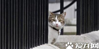 英內閣辦公室認證 第一貓將續留官邸非卡麥隆所有