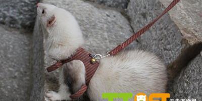 寵物雪貂的飼養方法介紹