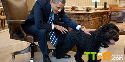 美國“帶狗狗上班日”，奧巴馬帶著Bo去上班