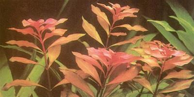 水草品種—新葉底紅