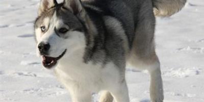 哈士奇是雪橇犬嗎