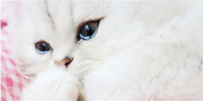 貓貓美容與護理的相關知識