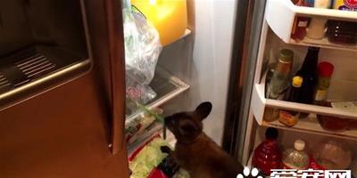 小袋鼠肚子餓找不到食物 翻冰箱見蔥大快朵頤