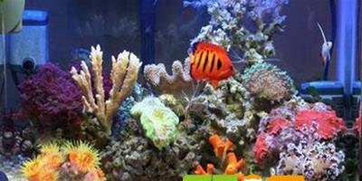 什麼是珊瑚岩礁生態造景缸