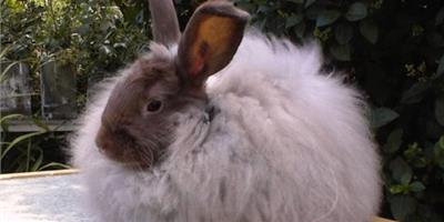 法國安哥拉兔怎麼養 需要喂大量的乾草