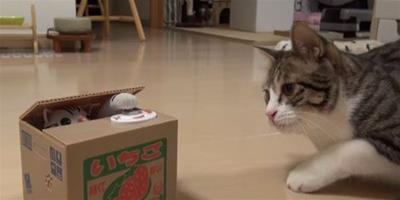 爆笑互動:正牌貓遭遇貓咪存錢箱