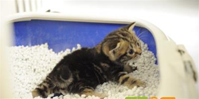 怎麼訓練剛出生的小貓使用貓砂盆